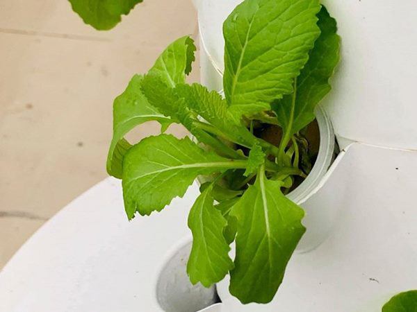 MC Đại Nghĩa làm vườn rau thủy canh trên sân thượng, mướt mắt không kém nhà Lý Hải-9