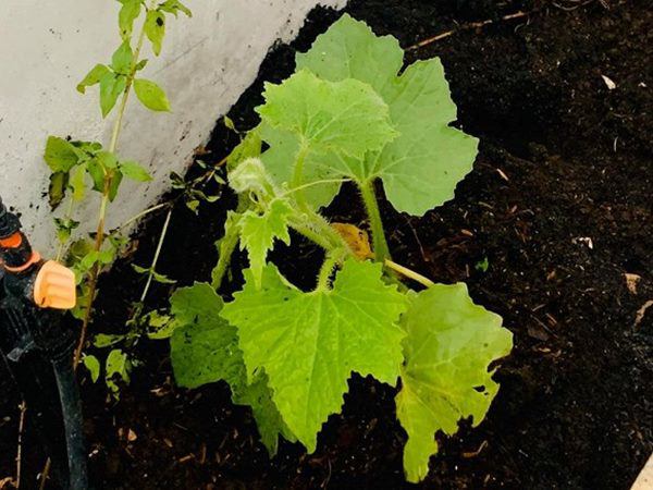 MC Đại Nghĩa làm vườn rau thủy canh trên sân thượng, mướt mắt không kém nhà Lý Hải-10