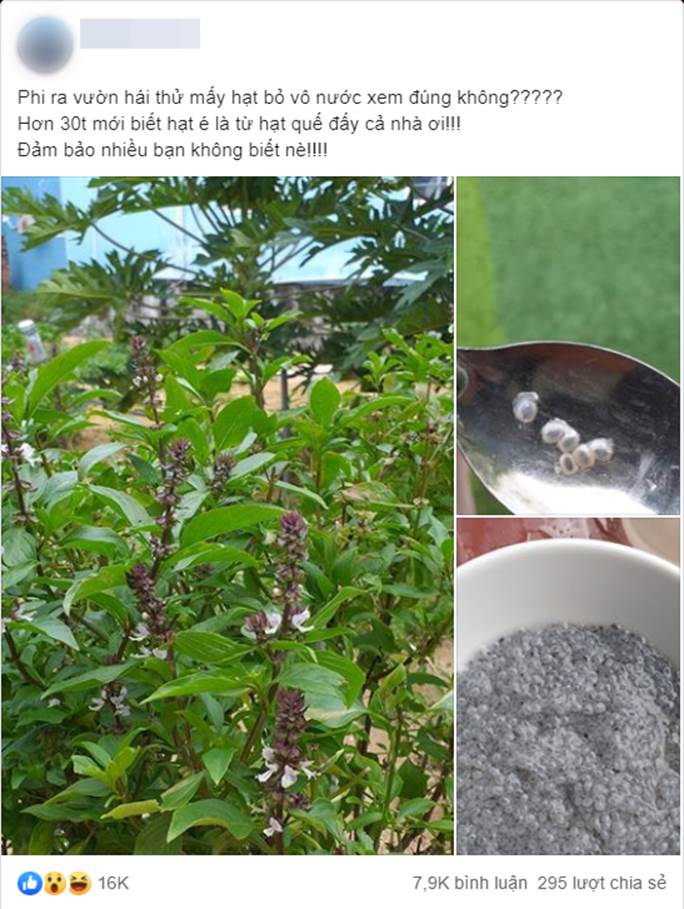 Dân mạng cãi nhau nổ trời vì một chị gái khẳng định hạt cây húng quế là hạt é sau khi ngâm trong nước và cái kết đến chị Google cũng bó tay-1