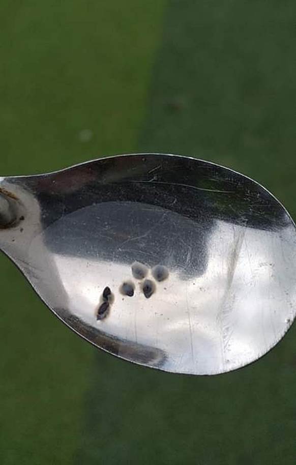 Dân mạng cãi nhau nổ trời vì một chị gái khẳng định hạt cây húng quế là hạt é sau khi ngâm trong nước và cái kết đến chị Google cũng bó tay-3