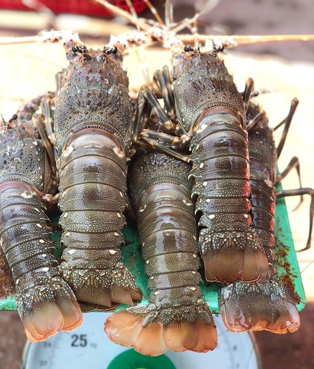 Tôm hùm rớt giá chưa từng thấy, 150.000 đồng/con-1