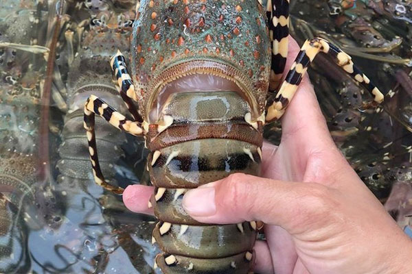 Hải sản nhà giàu ồ ạt giảm giá: Nghỉ lễ chọn nhậu cá hồi, tôm hùm-4