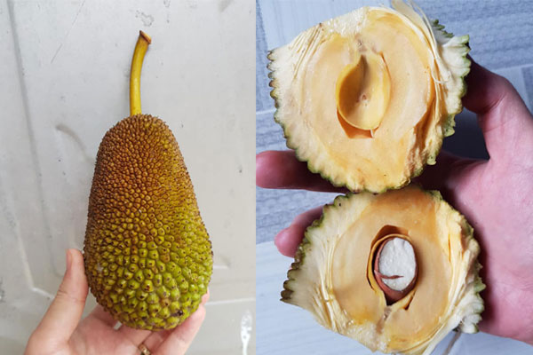 Người bán mít khẳng định chắc nịch với 2 cô gái quả này cắt ra không hơn 100 múi anh bù cho 1 xe mít và cái kết vô cùng bẽ bàng-2