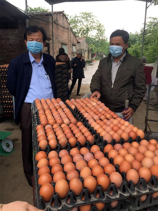 Trứng gà rẻ hơn rau, chủ trang trại lỗ chục tỷ đồng-3