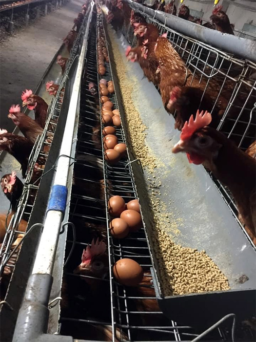 Trứng gà rẻ hơn rau, chủ trang trại lỗ chục tỷ đồng-4