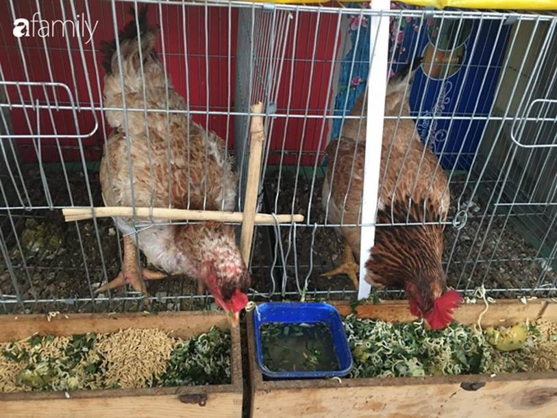 Nhờ tính toán thuê đất trồng rau, nuôi gà trên sân thượng mà mẹ đảm Hà Nội một tháng đi chợ 2 lần, tiền chợ tiêu không quá 1,5 triệu đồng/tháng cho gia đình 5 người-2