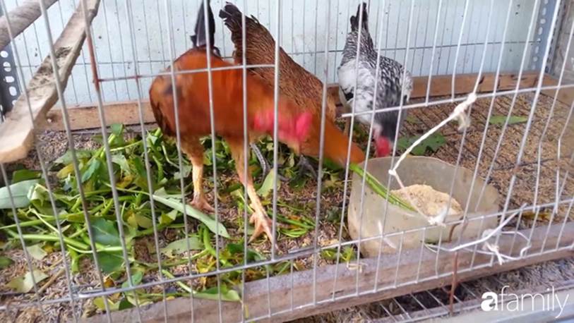 Nhờ tính toán thuê đất trồng rau, nuôi gà trên sân thượng mà mẹ đảm Hà Nội một tháng đi chợ 2 lần, tiền chợ tiêu không quá 1,5 triệu đồng/tháng cho gia đình 5 người-3