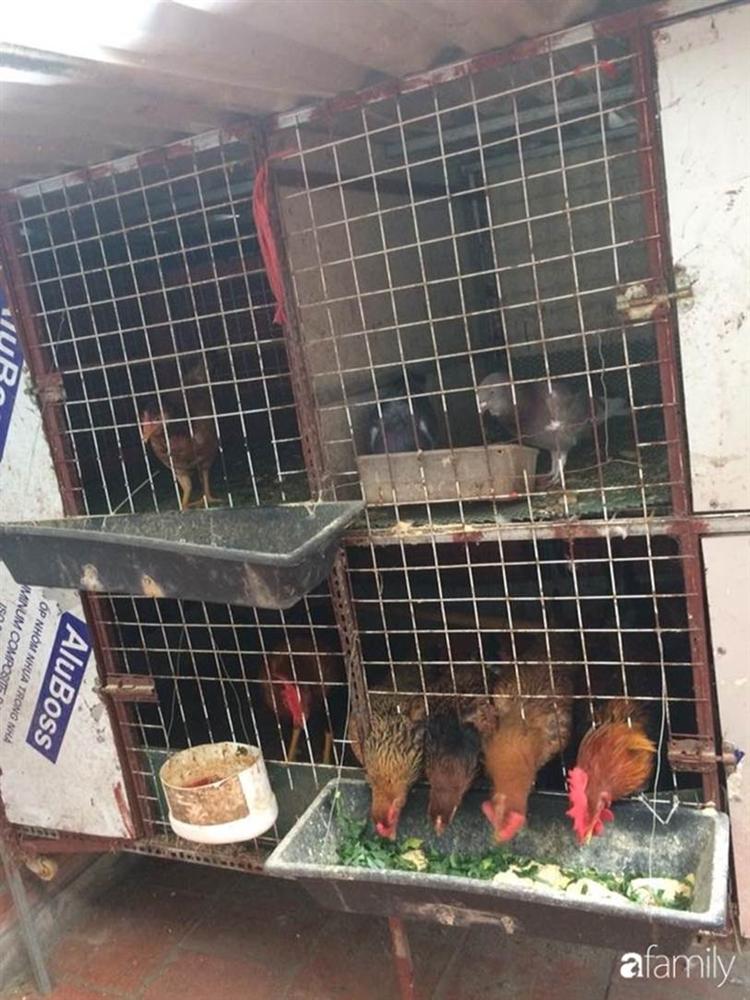 Nhờ tính toán thuê đất trồng rau, nuôi gà trên sân thượng mà mẹ đảm Hà Nội một tháng đi chợ 2 lần, tiền chợ tiêu không quá 1,5 triệu đồng/tháng cho gia đình 5 người-4