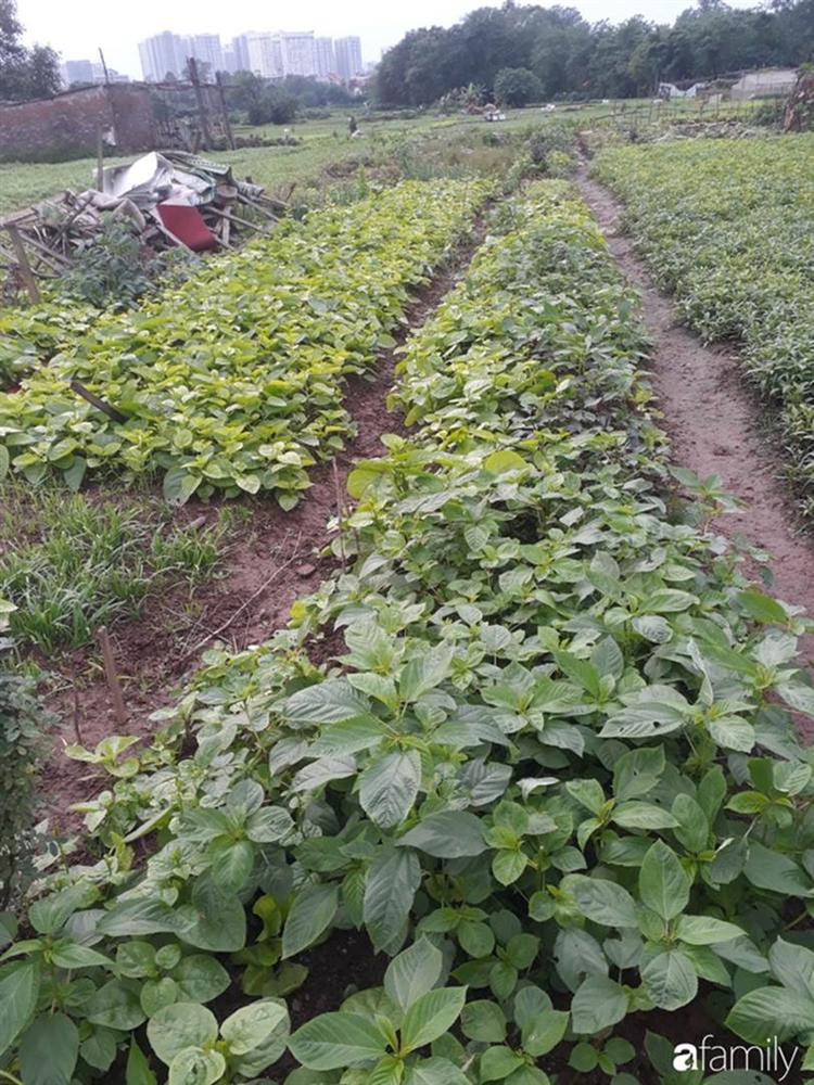 Nhờ tính toán thuê đất trồng rau, nuôi gà trên sân thượng mà mẹ đảm Hà Nội một tháng đi chợ 2 lần, tiền chợ tiêu không quá 1,5 triệu đồng/tháng cho gia đình 5 người-5