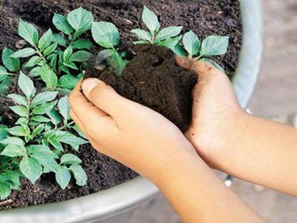 Khoai tây mọc mầm chớ vội vứt đi, để lại vùi vào đất sẽ thấy điều bất ngờ-3