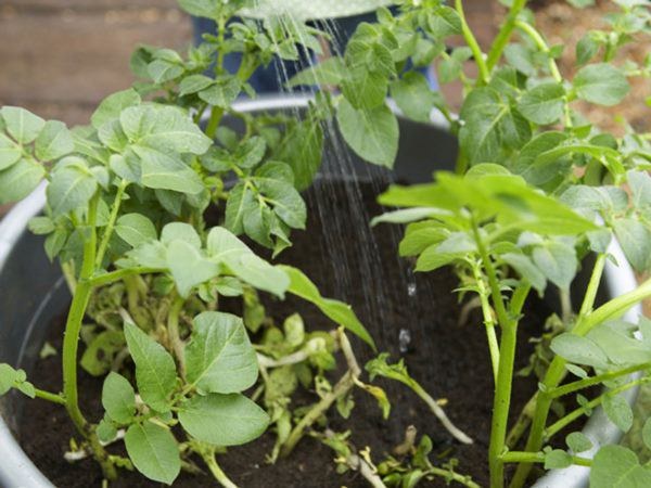 Khoai tây mọc mầm chớ vội vứt đi, để lại vùi vào đất sẽ thấy điều bất ngờ-4