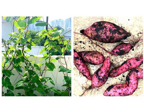 2 nghệ sĩ miền Tây ra ngoài thiện nguyện vô số, ở biệt thự vẫn cuốc đất làm vườn-12