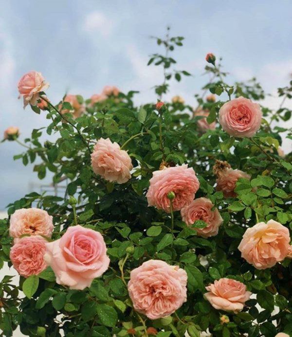 2 nghệ sĩ miền Tây ra ngoài thiện nguyện vô số, ở biệt thự vẫn cuốc đất làm vườn-14