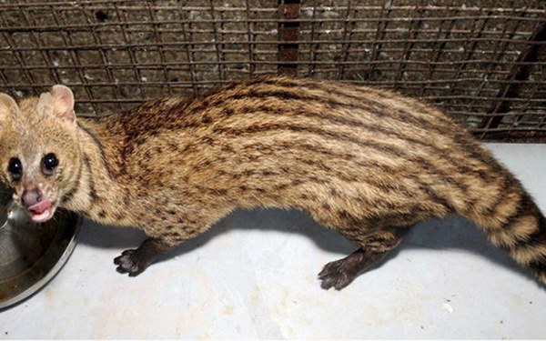 Vũ khí cực mạnh của dơi khiến virus tắt điện nhưng vô tình gây hại cho hệ miễn dịch người!-5