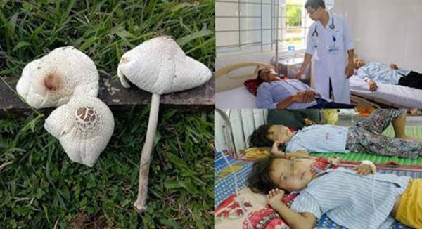 Nấm ngon và bổ dưỡng nhưng cần biết tránh mất mạng oan cho người nhà khi mùa nấm sinh sôi-1