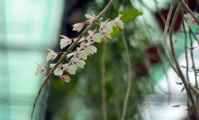 Choáng ngợp vườn cây ăn sương, uống gió chục tỷ của lão nông Hà thành-3