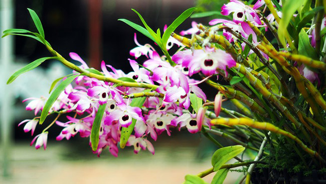 Choáng ngợp vườn cây ăn sương, uống gió chục tỷ của lão nông Hà thành-4