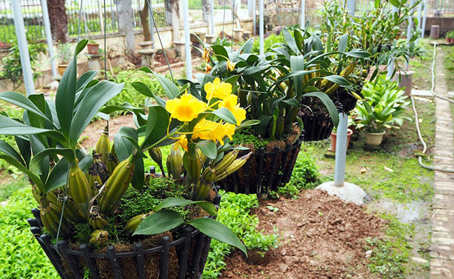 Choáng ngợp vườn cây ăn sương, uống gió chục tỷ của lão nông Hà thành-5