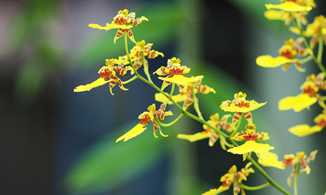 Choáng ngợp vườn cây ăn sương, uống gió chục tỷ của lão nông Hà thành-11