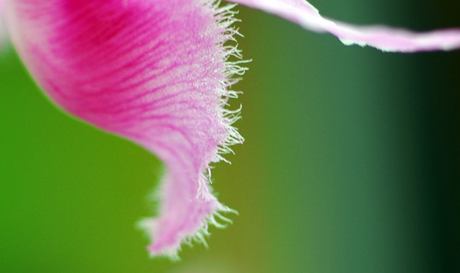 Choáng ngợp vườn cây ăn sương, uống gió chục tỷ của lão nông Hà thành-14