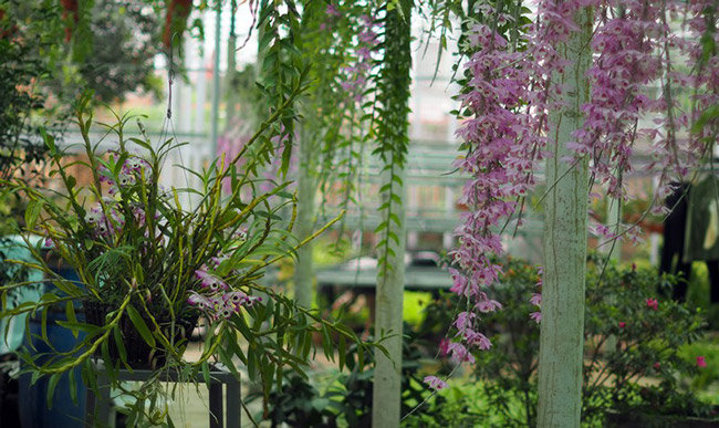 Choáng ngợp vườn cây ăn sương, uống gió chục tỷ của lão nông Hà thành-7