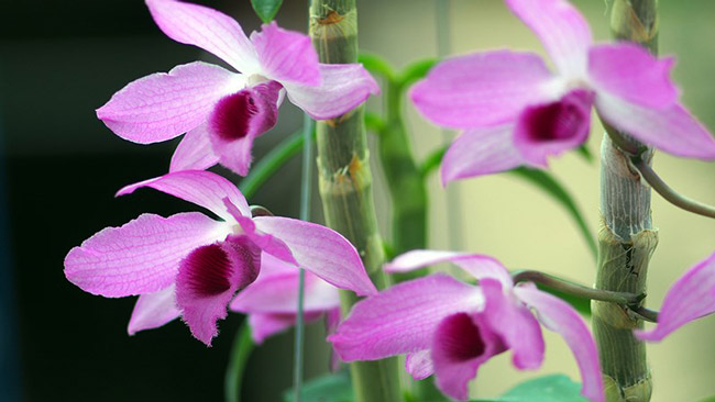 Choáng ngợp vườn cây ăn sương, uống gió chục tỷ của lão nông Hà thành-8