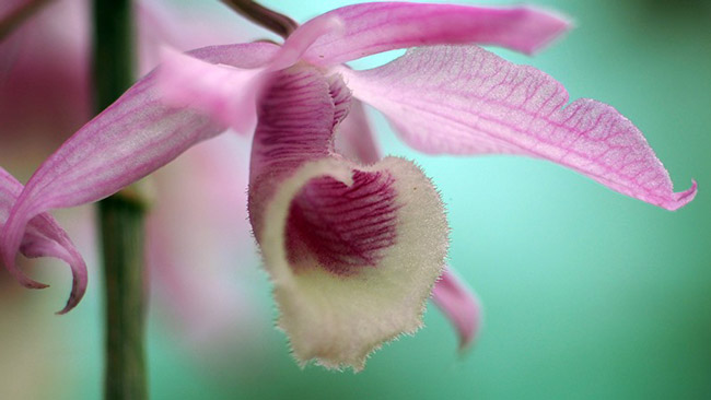 Choáng ngợp vườn cây ăn sương, uống gió chục tỷ của lão nông Hà thành-9