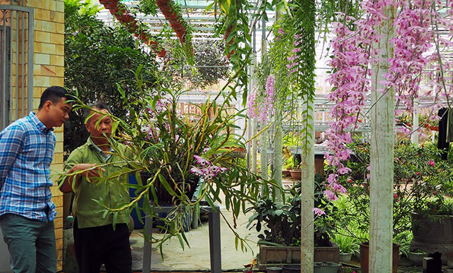 Choáng ngợp vườn cây ăn sương, uống gió chục tỷ của lão nông Hà thành-6