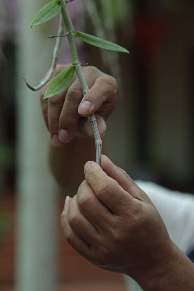 Choáng ngợp vườn cây ăn sương, uống gió chục tỷ của lão nông Hà thành-15