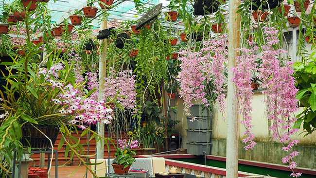 Choáng ngợp vườn cây ăn sương, uống gió chục tỷ của lão nông Hà thành-16