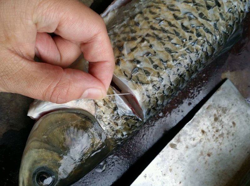 Không cần dùng giấm hay rượu khử tanh, chỉ cần rút sợi này khi mổ cá sẽ hết mùi-1