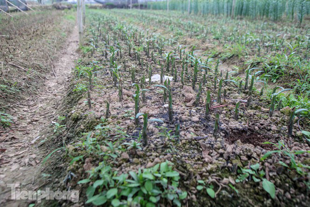 Không có nơi tiêu thụ, người nông dân khóc ròng, cắt hoa vứt đầy đường-12