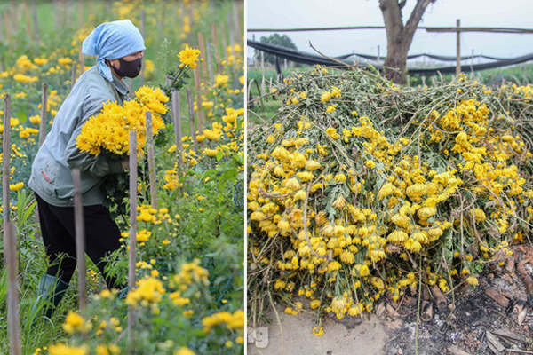 Hoa tươi tăng giá gấp 4 lần, buổi sáng bán gần 2.000 bông-3