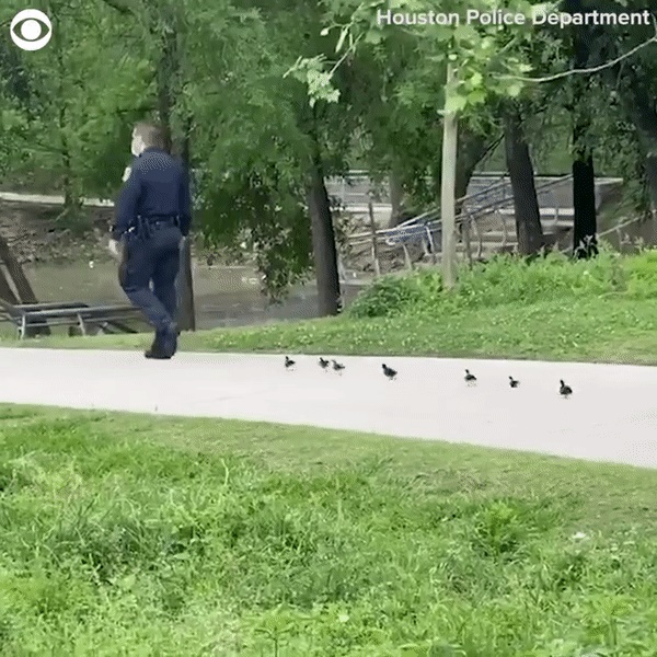 Cảnh sát lần lượt dẫn 2 đàn vịt con đi tìm mẹ quanh công viên, dân mạng hài hước bình luận: Không tìm được mẹ thì cả đàn cũng có bố rồi!-3