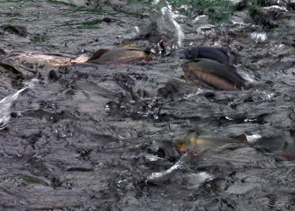 Đặc sản nhà giàu rẻ chưa từng có, ế 250 tấn không biết bán đi đâu-2