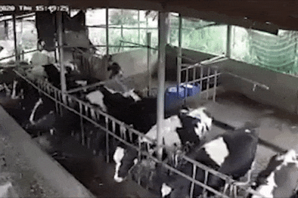 Khoảnh khắc 10 con bò sữa trong chuồng bất ngờ bị sét đánh chết