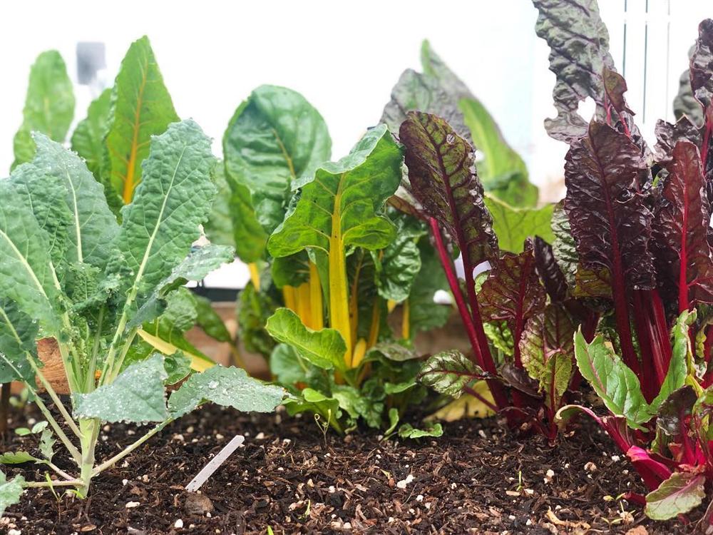 Tận dụng mảnh sân bê tông, cô gái thu hoạch mỏi tay rau củ quả quanh năm nhờ phương pháp đơn giản không phải ai cũng biết-3