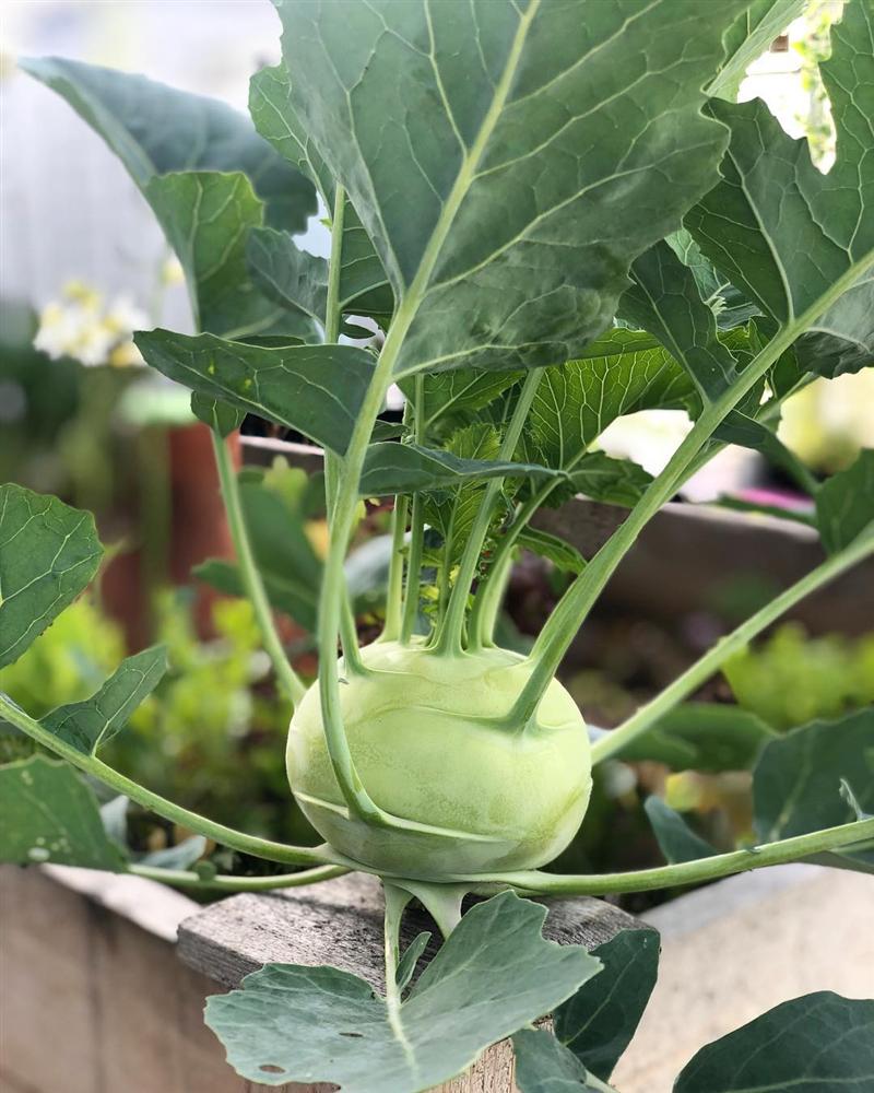 Tận dụng mảnh sân bê tông, cô gái thu hoạch mỏi tay rau củ quả quanh năm nhờ phương pháp đơn giản không phải ai cũng biết-4