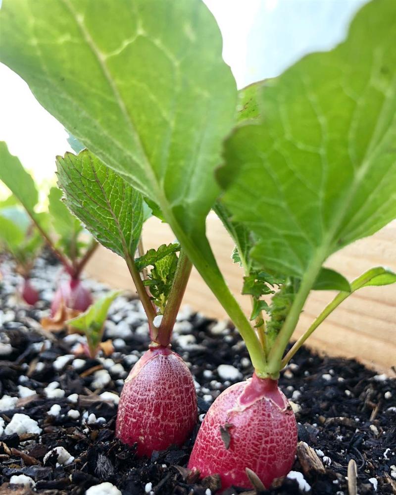 Tận dụng mảnh sân bê tông, cô gái thu hoạch mỏi tay rau củ quả quanh năm nhờ phương pháp đơn giản không phải ai cũng biết-5