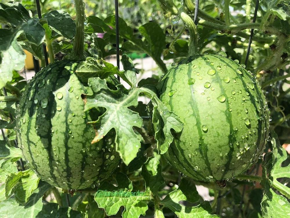 Tận dụng mảnh sân bê tông, cô gái thu hoạch mỏi tay rau củ quả quanh năm nhờ phương pháp đơn giản không phải ai cũng biết-6