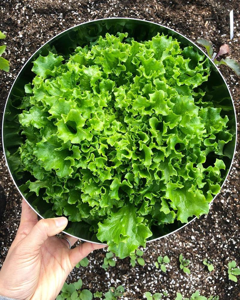 Tận dụng mảnh sân bê tông, cô gái thu hoạch mỏi tay rau củ quả quanh năm nhờ phương pháp đơn giản không phải ai cũng biết-7