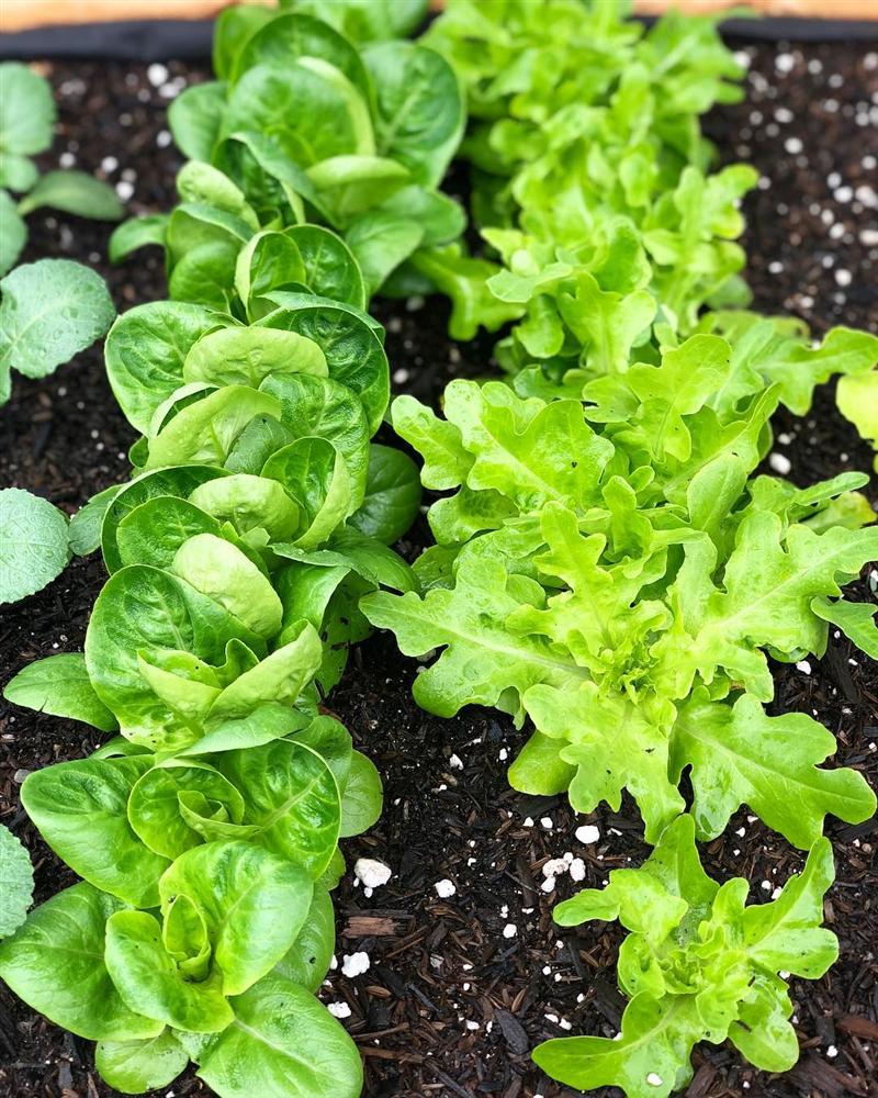 Tận dụng mảnh sân bê tông, cô gái thu hoạch mỏi tay rau củ quả quanh năm nhờ phương pháp đơn giản không phải ai cũng biết-8