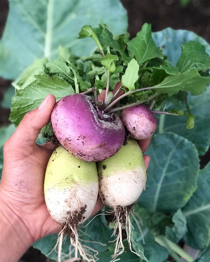 Tận dụng mảnh sân bê tông, cô gái thu hoạch mỏi tay rau củ quả quanh năm nhờ phương pháp đơn giản không phải ai cũng biết-9