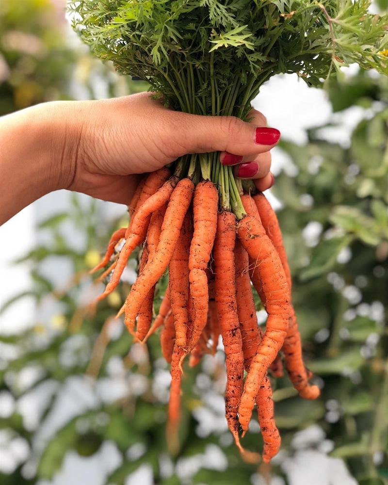 Tận dụng mảnh sân bê tông, cô gái thu hoạch mỏi tay rau củ quả quanh năm nhờ phương pháp đơn giản không phải ai cũng biết-10