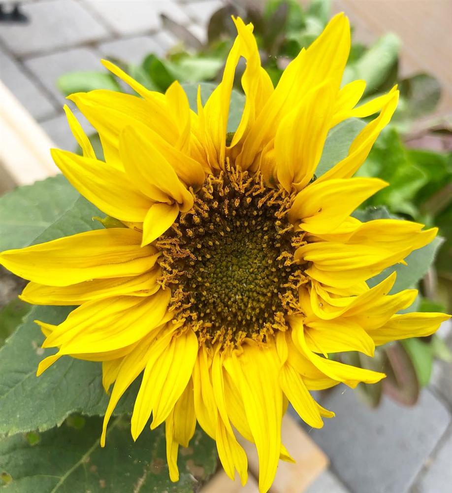 Tận dụng mảnh sân bê tông, cô gái thu hoạch mỏi tay rau củ quả quanh năm nhờ phương pháp đơn giản không phải ai cũng biết-12