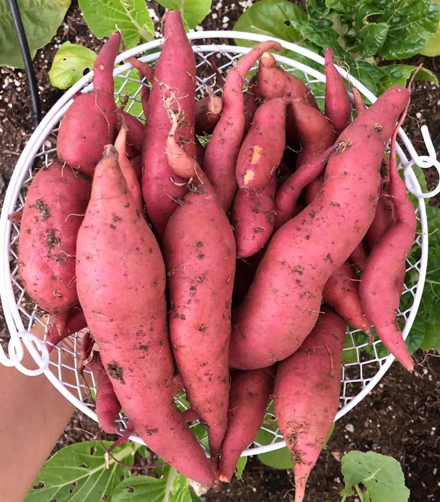 Tận dụng mảnh sân bê tông, cô gái thu hoạch mỏi tay rau củ quả quanh năm nhờ phương pháp đơn giản không phải ai cũng biết-13