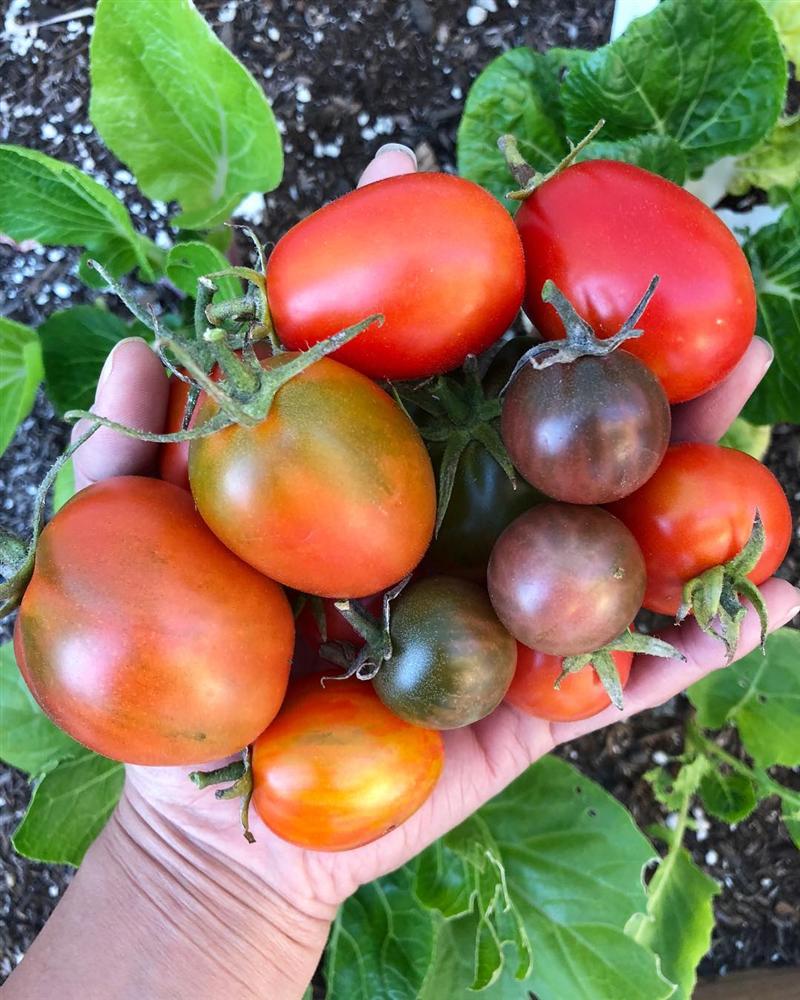 Tận dụng mảnh sân bê tông, cô gái thu hoạch mỏi tay rau củ quả quanh năm nhờ phương pháp đơn giản không phải ai cũng biết-14