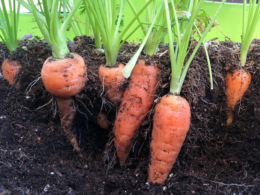 Tận dụng mảnh sân bê tông, cô gái thu hoạch mỏi tay rau củ quả quanh năm nhờ phương pháp đơn giản không phải ai cũng biết-16