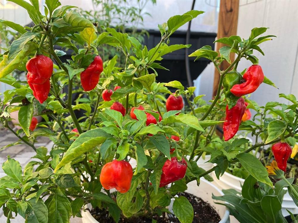 Tận dụng mảnh sân bê tông, cô gái thu hoạch mỏi tay rau củ quả quanh năm nhờ phương pháp đơn giản không phải ai cũng biết-17