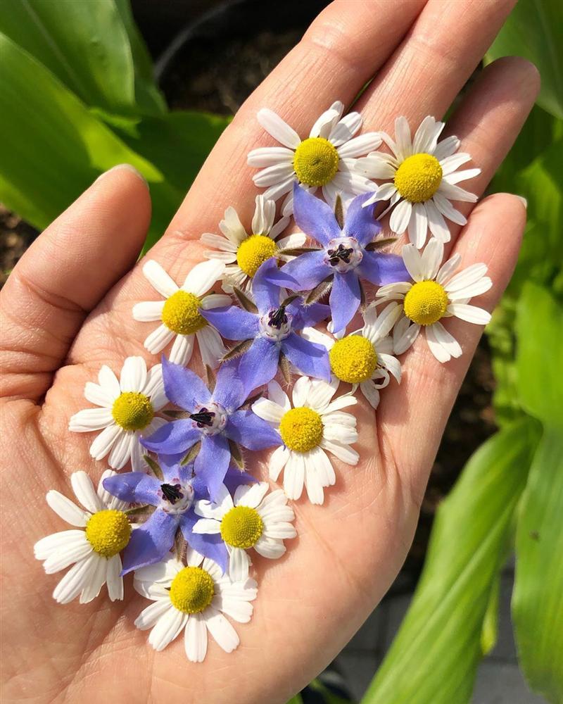 Tận dụng mảnh sân bê tông, cô gái thu hoạch mỏi tay rau củ quả quanh năm nhờ phương pháp đơn giản không phải ai cũng biết-18